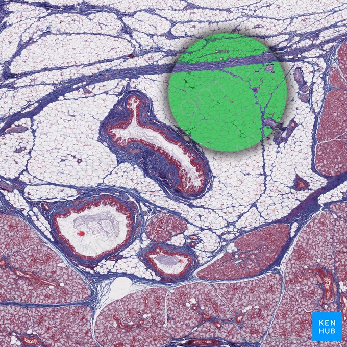 Periglandular fat (Textus adiposus periglandularis); Image: 