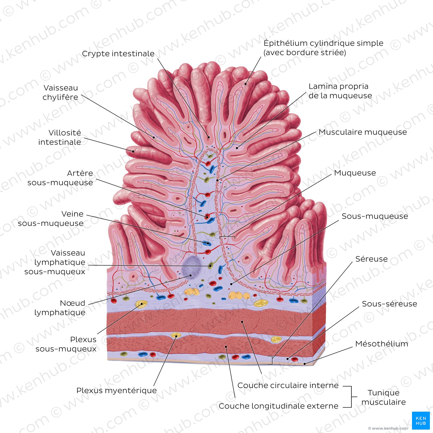 Structure histologique du jéjunum (schéma)