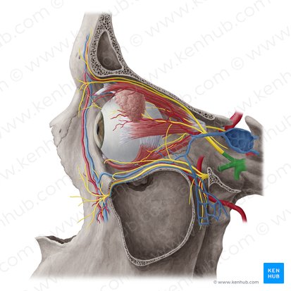 Nervio trigémino (Nervus trigeminus); Imagen: Yousun Koh