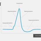 Action potential