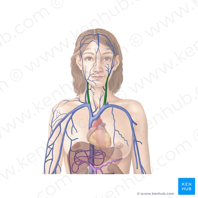 Internal jugular vein (Vena jugularis interna); Image: Begoña Rodriguez