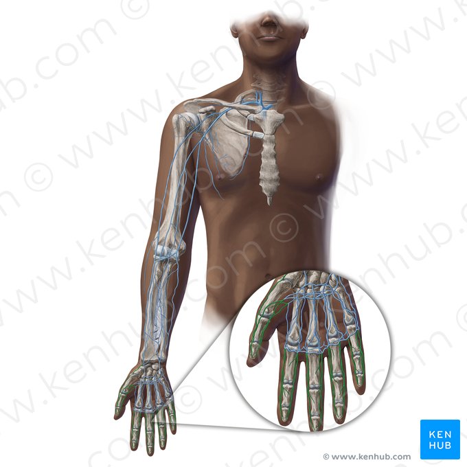 Digital veins of hand (Venae digitales manus); Image: Paul Kim