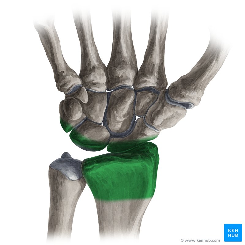 Articulação radiocarpal (verde) - vista anterior