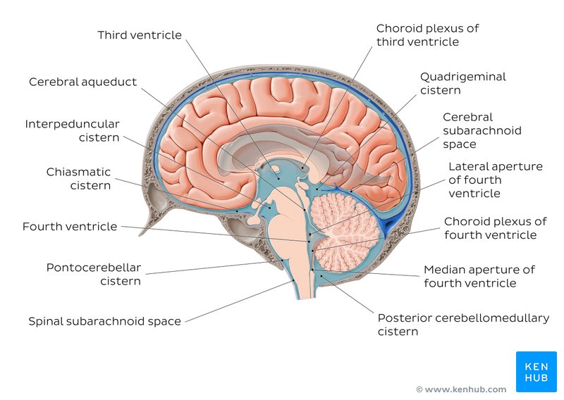 Meninges, Ventricles, CSF and brain blood supply Kenhub
