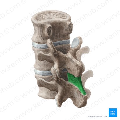 Ligaments interépineux (Ligamentum interspinale); Image : Liene Znotina