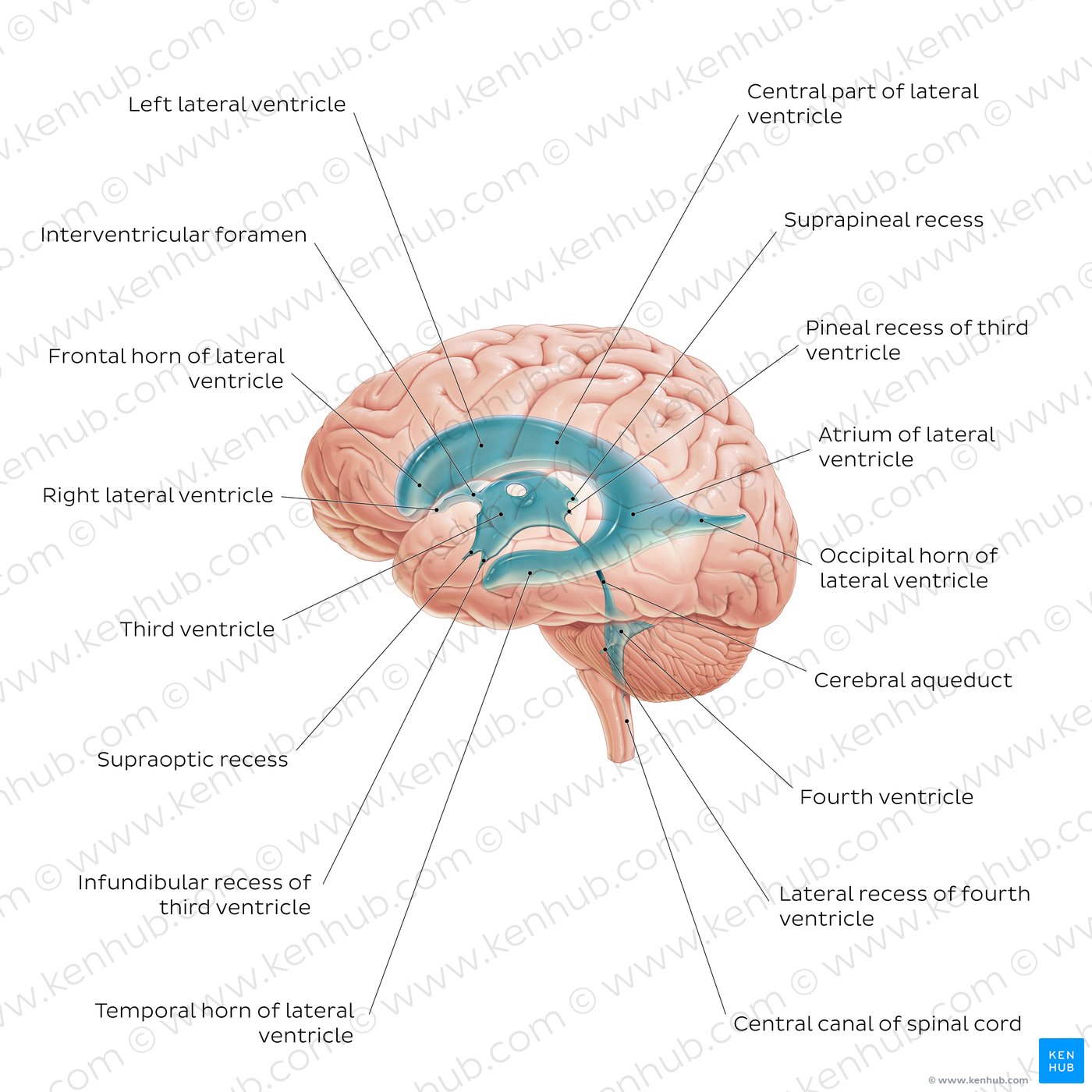 Lateral ventricles: Anatomy and function | Kenhub