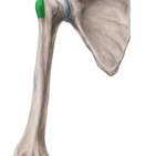 Greater tubercle of humerus