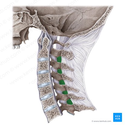Ligamenta flava; Image: Liene Znotina