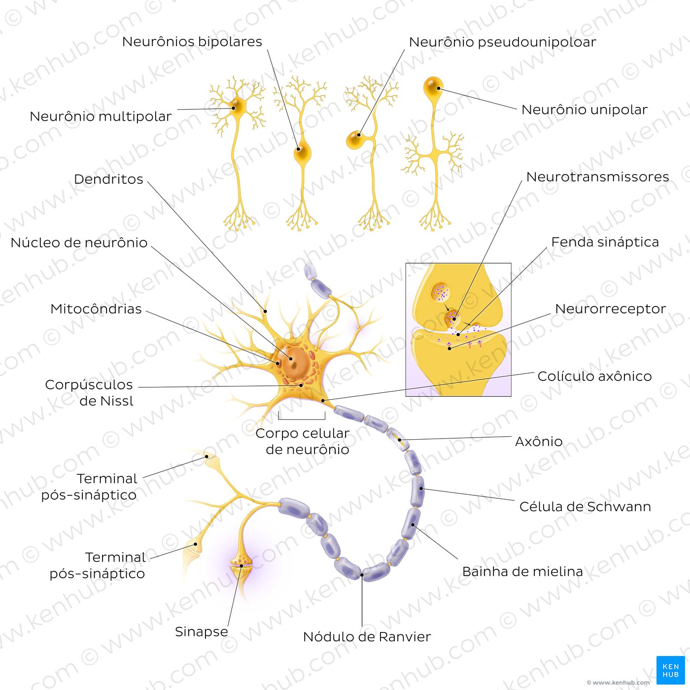 Tipos de neurônios e estrutura de sinapses