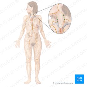 Ganglios linfáticos cervicales (Nodi lymphoidei cervicales); Imagen: Begoña Rodriguez
