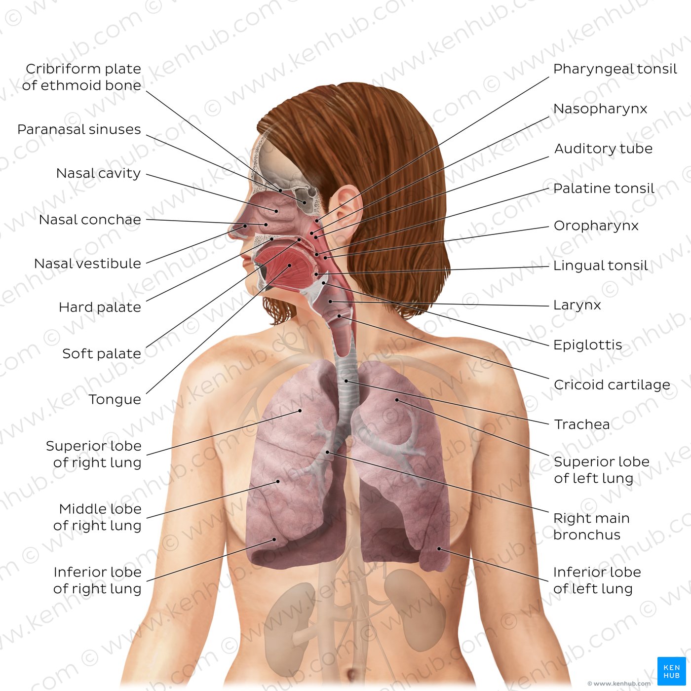 Respiratory system (diagram)