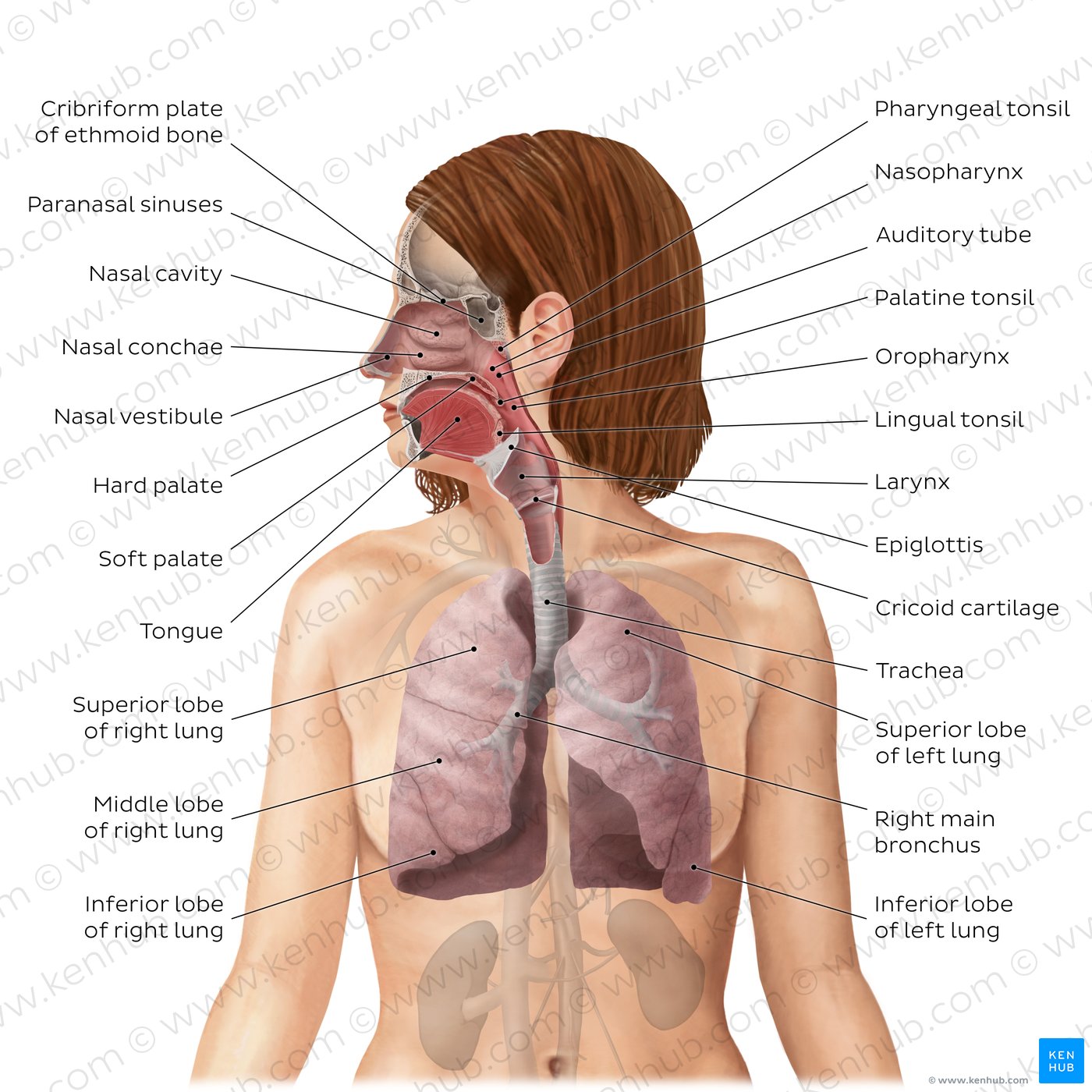 Respiratory system Anatomy and functions Kenhub