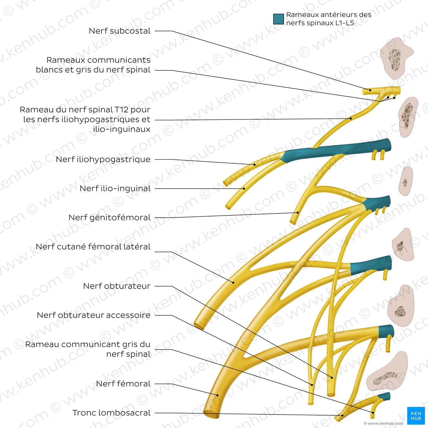 Anatomy of the lumbar plexus