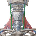 Internal jugular vein