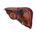 Posterior view of the liver