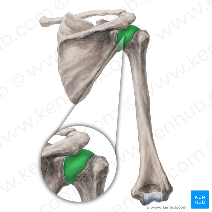 Head of humerus (Caput humeri); Image: Yousun Koh
