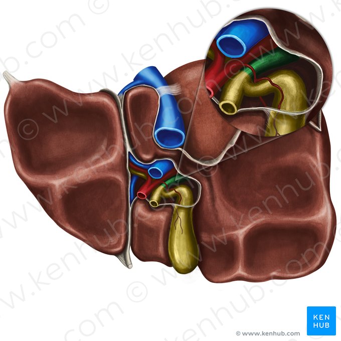 Conducto hepático derecho (Ductus hepaticus dexter); Imagen: Irina Münstermann