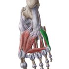 Flexor digiti minimi brevis of the foot