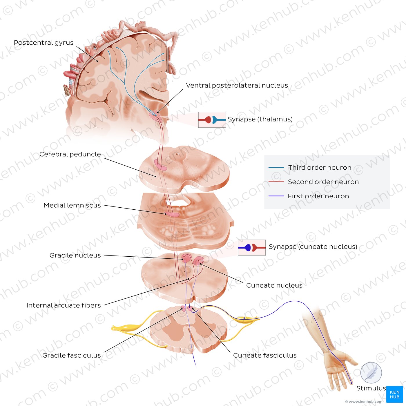 Dorsal column - Medial lemniscus pathway (PCML)