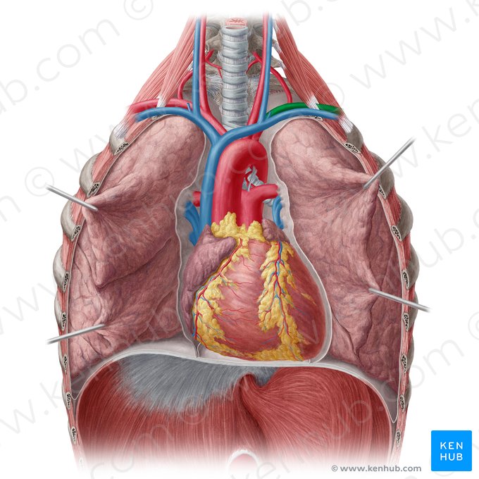 Artéria subclávia esquerda (Arteria subclavia sinistra); Imagem: Yousun Koh