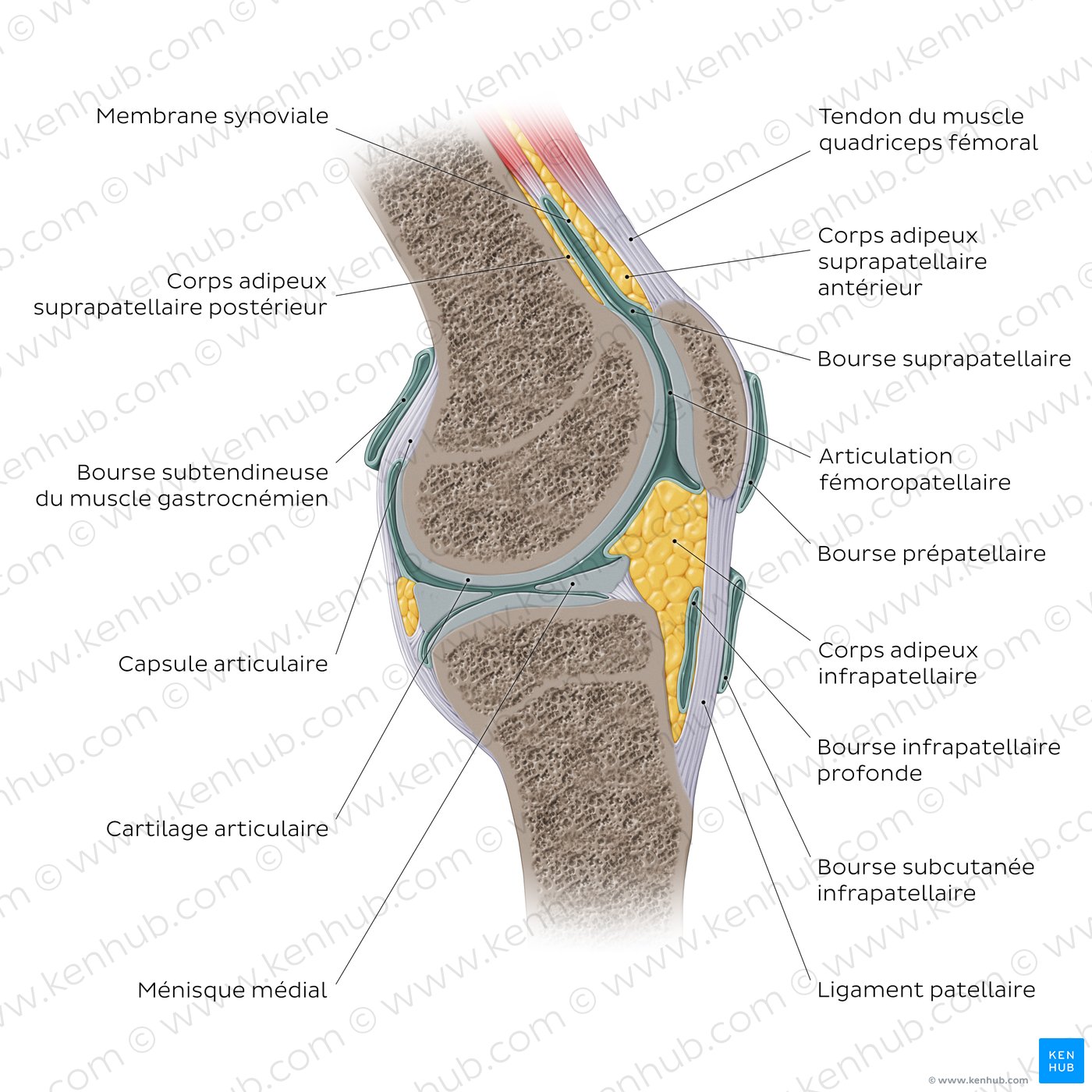 Anatomie de l’articulation du genou (vue sagittale)