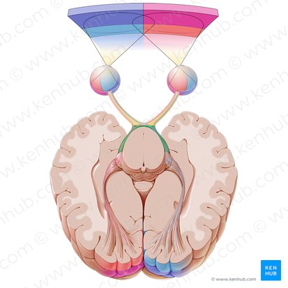 Optic tract (Tractus opticus); Image: Paul Kim