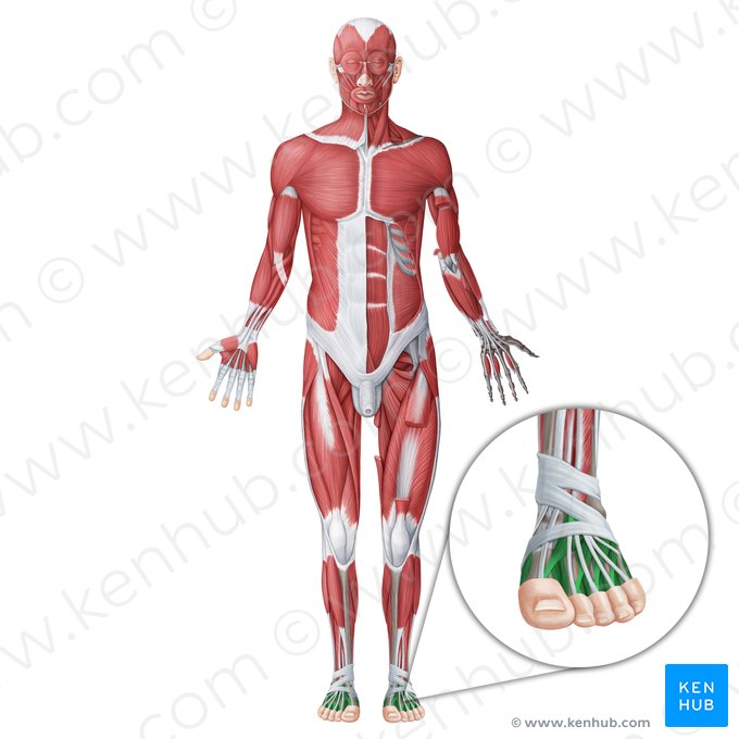 Muscles of foot (Musculi pedis); Image: Irina Münstermann