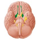 Nervus olfactorius und Geruchssinn