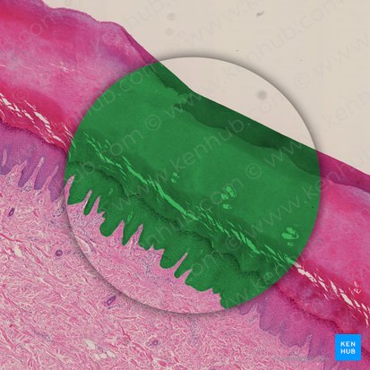 Epithelium stratificatum squamosum cornificatum (Mehrschichtig verhorntes Plattenepithel); Bild: 