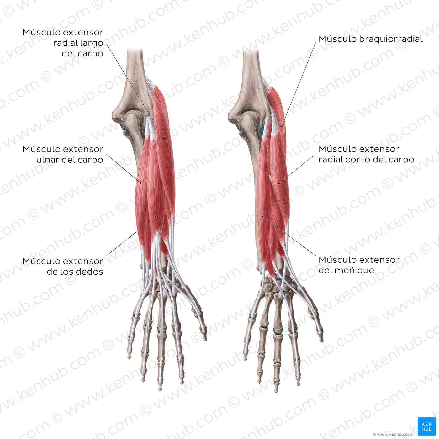 Extensores del antebrazo