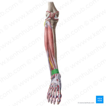 Superior extensor retinaculum (Retinaculum musculorum extensorum superius); Image: Liene Znotina