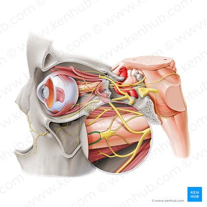 Short ciliary nerves (Nervi ciliares breves); Image: Paul Kim