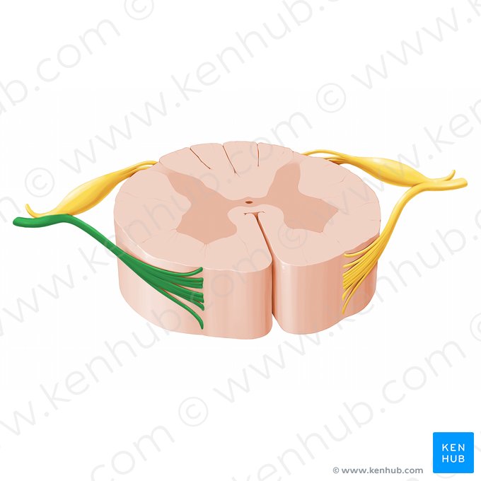 Anterior root of spinal nerve (Radix anterior nervi spinalis); Image: Paul Kim