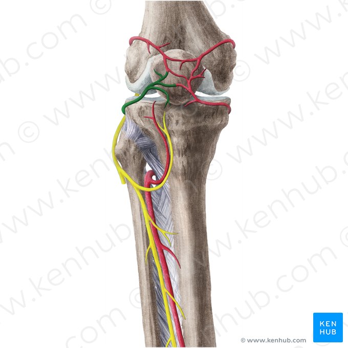 Artéria inferior lateral do joelho (Arteria inferior lateralis genus); Imagem: Liene Znotina