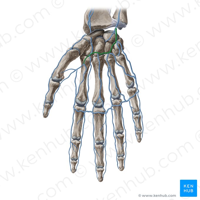 Deep venous palmar arch (Arcus venosus palmaris profundus); Image: Yousun Koh