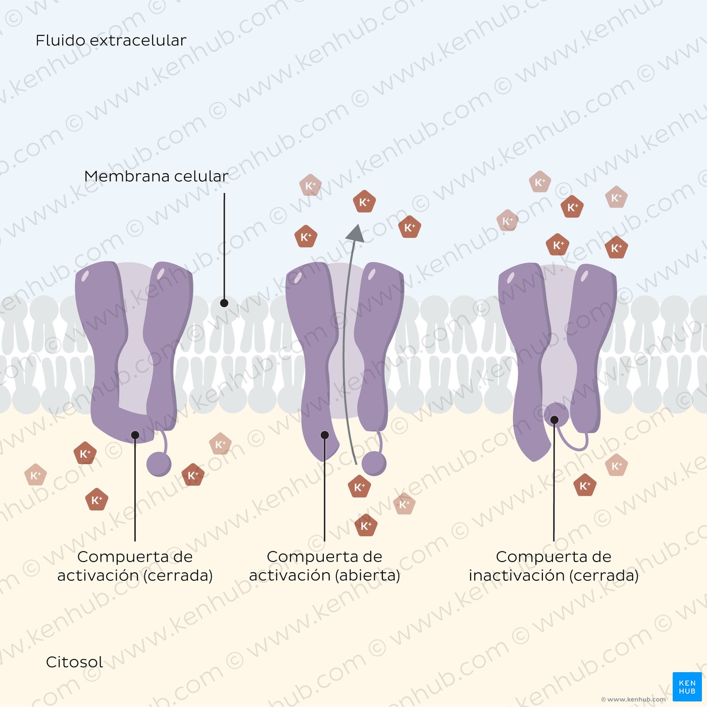Voltage gated potassium ion channels in their open and closed state.