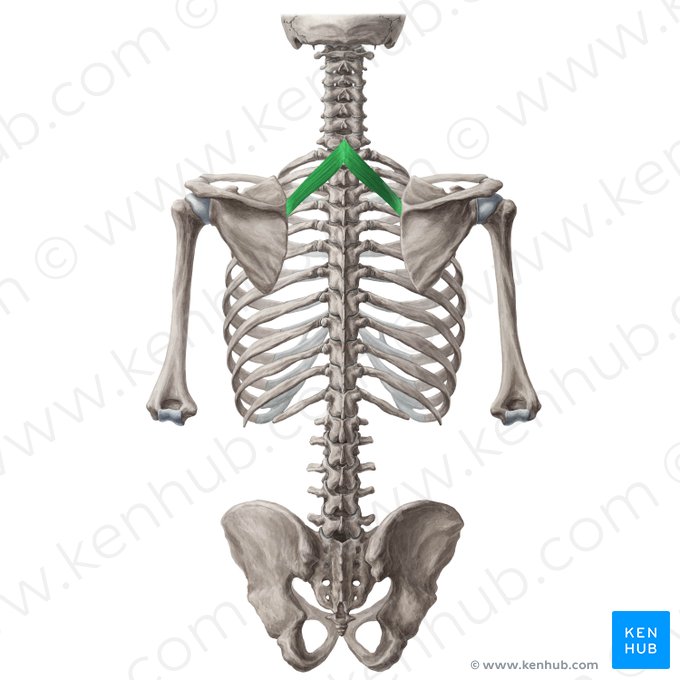 Rhomboid minor muscle (Musculus rhomboideus minor); Image: Yousun Koh