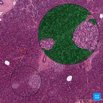 Pars exocrina pancreatis (Exokriner Teil der Bauchspeicheldrüse); Bild: 