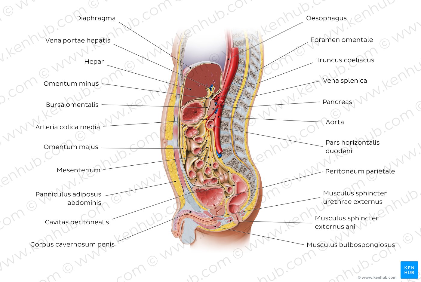 Peritonealverhältnisse (1)