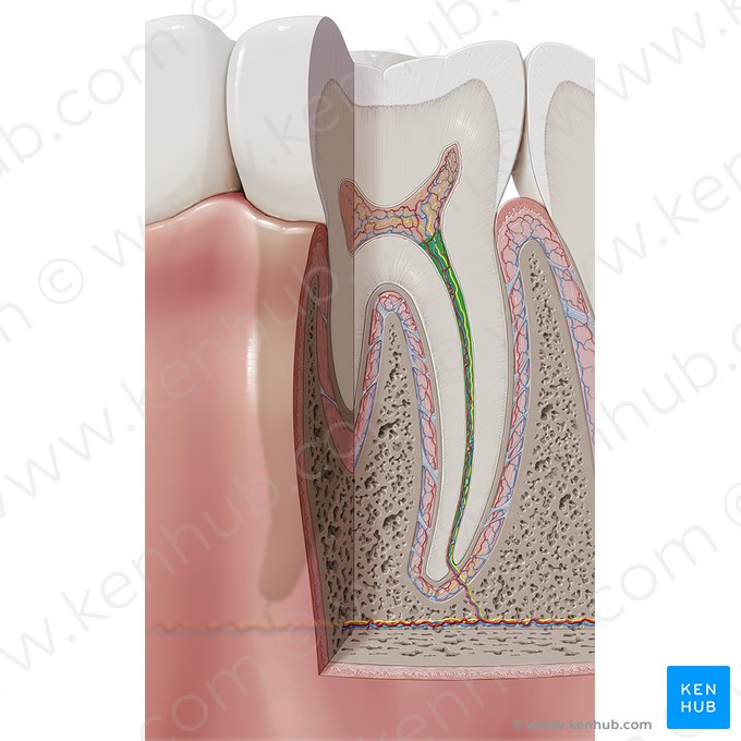 Canal radicular (Canalis radicis dentis); Imagen: Paul Kim