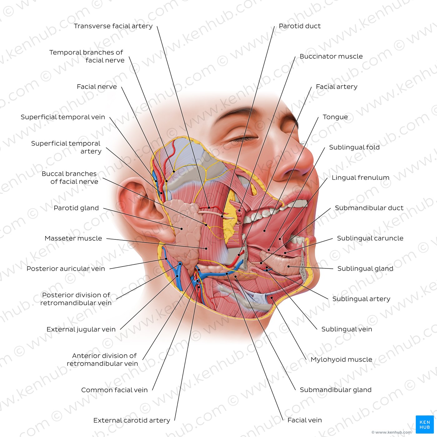 Overview of the salivary glands (lateral-right view)
