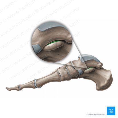Articulatio subtalaris (Hinteres unteres Sprunggelenk); Bild: Paul Kim