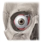 Extraocular muscles