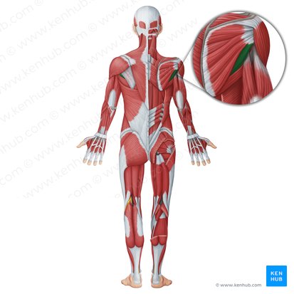 Músculo redondo menor (Musculus teres minor); Imagen: Irina Münstermann