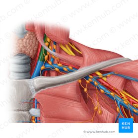 Internal jugular vein (Vena jugularis interna); Image: Samantha Zimmerman