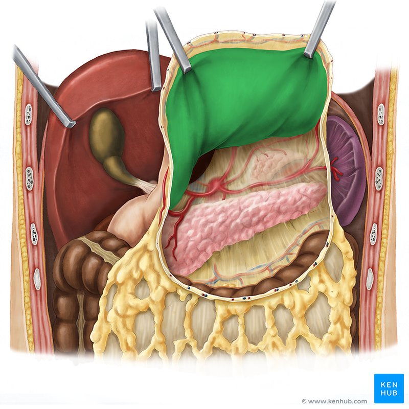 Posterior part of stomach - ventral view