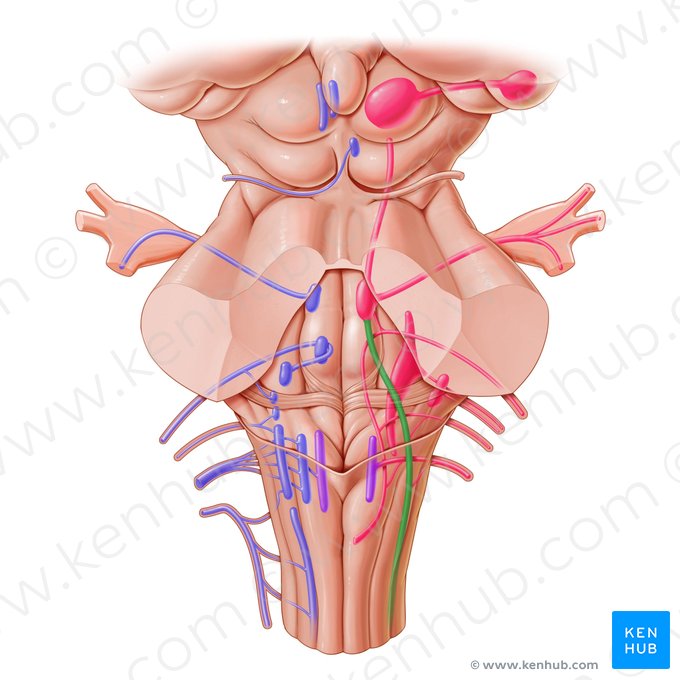 Núcleo e trato espinal do nervo trigêmeo (Nucleus et tractus spinalis nervi trigemini); Imagem: Paul Kim