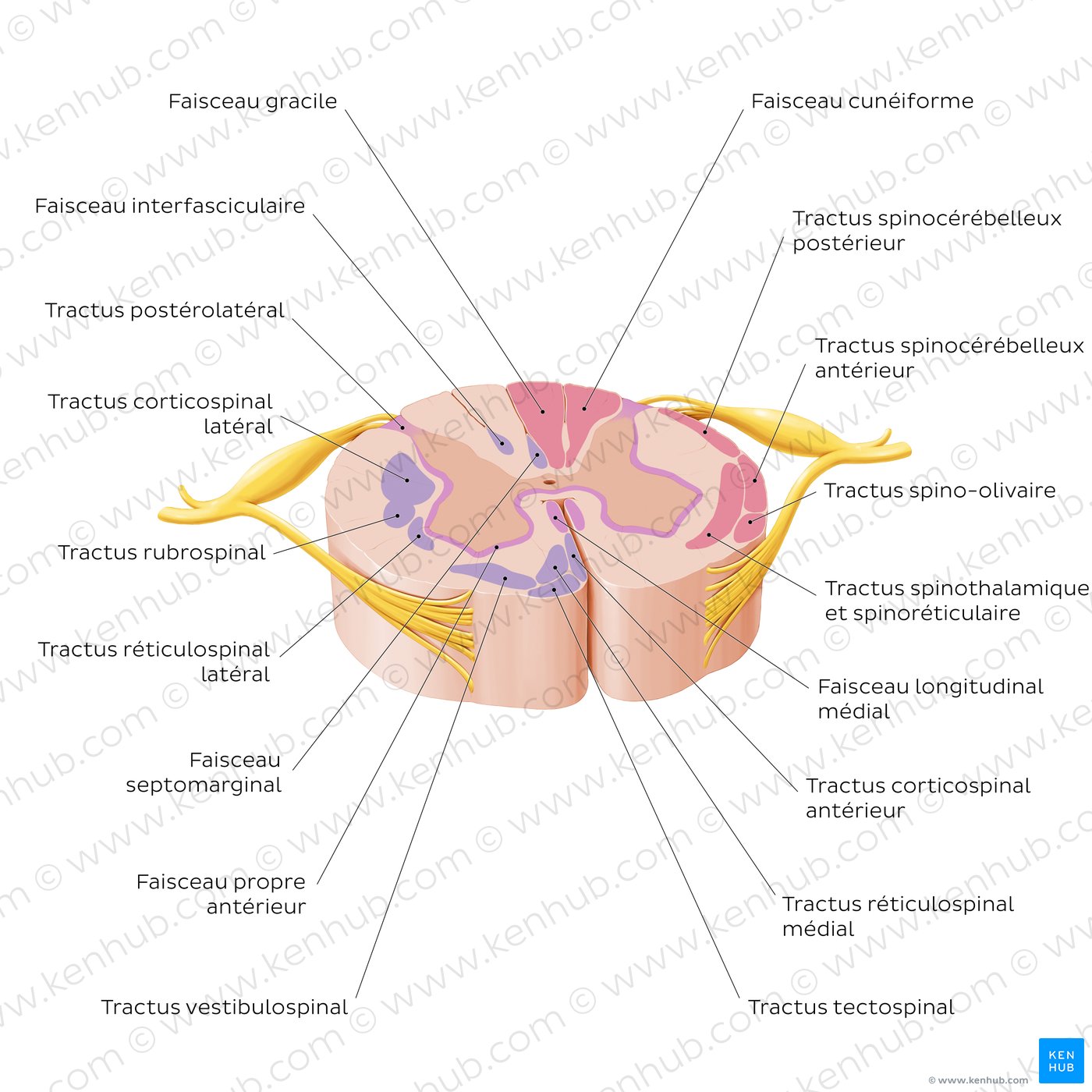 Spinal cord: Cross section (ascending and descending tracts)