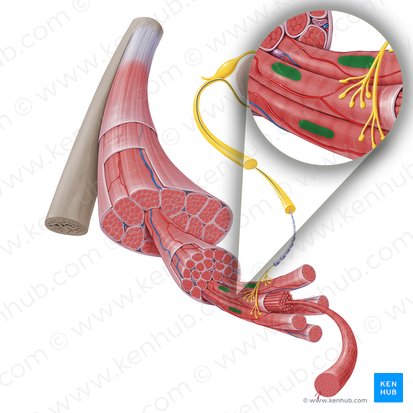 Nucleus of skeletal muscle fiber (Nucleus fibrae muscularis skeletalis); Image: Paul Kim