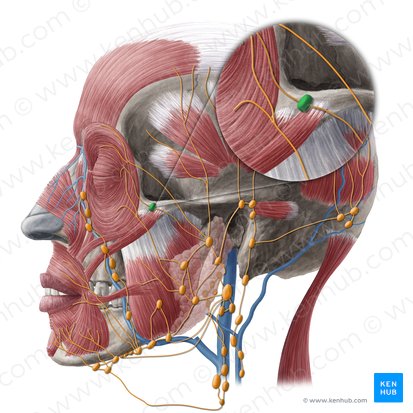 Malar lymph node (Nodus lymphoideus malaris); Image: Yousun Koh